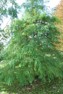 Taxodium distichum - tisovec dvouřadý
